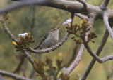 Yellow-browed Warbler