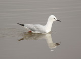 Slender-billed Gull