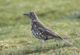 Mistle Thrush