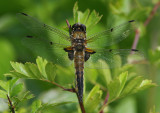 Four-spotted Chaser