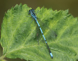 Azure Damselfly