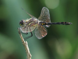 Black Darter