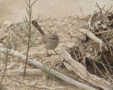 Streaked Scrub Warbler