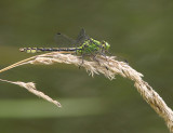 Green Snaketail