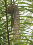 Nest of Red-vented Malimbe 