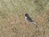 Black-throated Sparrow