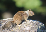 Rock Squirrel