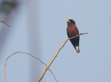  Blue-throated Roller