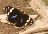 Butterfly sp