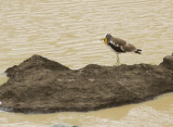 White-headed Lapwing