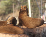 California Sea Lion