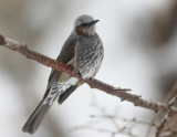 Brown-eared Bulbul