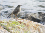 Rock Pipit