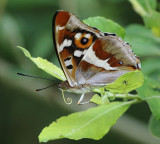 Purple Emperor