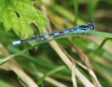 Dainty Damselfly