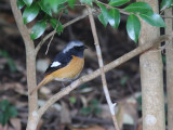 Daurian Redstart