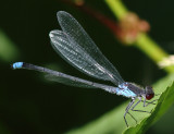 Red-eyed Damselfly