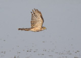 Eurasian Sparrowhawk