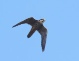 Eurasian Hobby