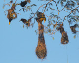 Green Oropendola