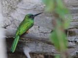 Bluish-fronted Jacamar