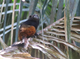 Weddells saddle-back Tamarin