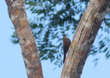 Inambari Woodcreeper