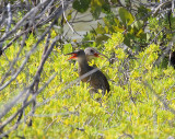 Mangrove Rail