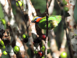 Red-necked Tanager