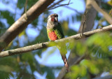 Grey-breasted Parakeet