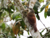 Buff-throated Woodcreeper