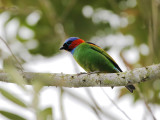 Red-necked Tanager