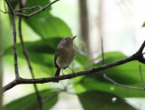 Buff-breasted Tody-Tyrant