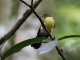 Black-tailed Myiobius