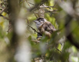 Ochraceous Piculet