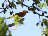 Caatinga Cacholote