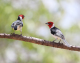 Red-cowled Cardinal