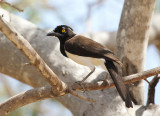 White-naped Jay