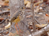 White-browed Antpitta