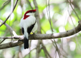 Araripe Manakin