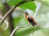Reddish Hermit