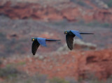 Lear's Macaw