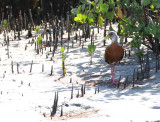 Little Wood Rail