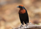 Chestnut-capped Blackbird