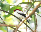 Araripe Manakin