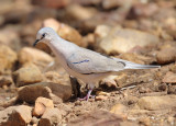 Picui Ground Dove