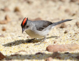 Grey Pileated Finch