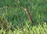 Pinnated Bittern