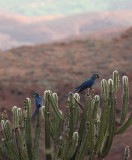 Lears Macaw