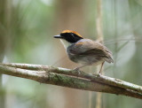 Black-cheeked Gnateater
